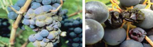 Bağda kurşuni küf’ün salkımdaki ve tanedeki zararı.